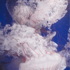 専用ですの画像