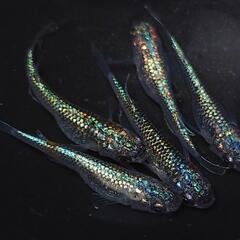 完売🙇🐟️ネプチューン 5匹セット🉐　キレイです✨️№5 安心現物個体の画像