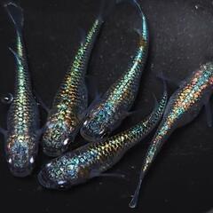 完売🙇🐟️ネプチューン 5匹セット🉐　キレイです✨️№5 安心現物個体の画像