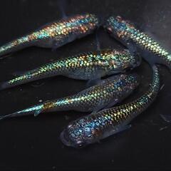 完売🙇🐟️ネプチューン 5匹セット🉐　キレイです✨️№5 安心現物個体の画像