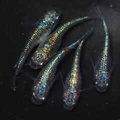 完売🙇🐟️ネプチューン 5匹セット🉐　キレイです✨️№5 安心現物個体