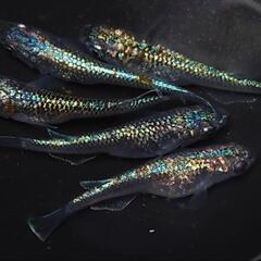 完売🙇🐟️ネプチューン 5匹セット🉐　キレイです✨️№5 安心現物個体の画像