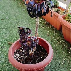 多肉植物 クロホウシ