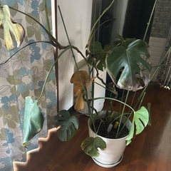 モンステラ
