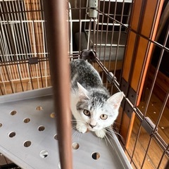 推定3-4ヶ月メス猫🐱