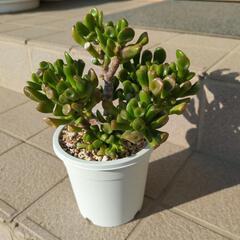 多肉植物「ゴーラム」