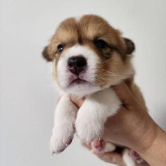里親募集　仔犬　もえちゃん