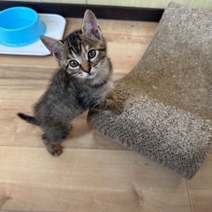 8月生まれの仔猫達です