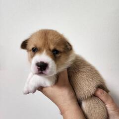 里親募集　　仔犬　あずきちゃん