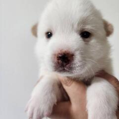 里親募集　　仔犬　ライくん
