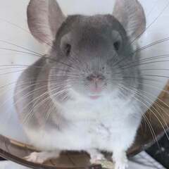 〖条件有り〗チンチラ バイオレットの男の子