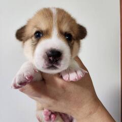 里親募集　　仔犬　ドンくん