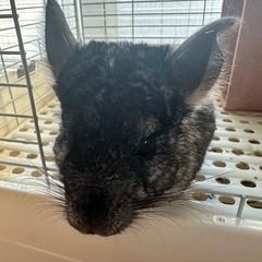 【お話中】チンチラの里親探してます。