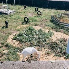 籾殻どうぞ！の画像