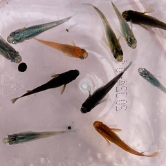 ミックスメダカセット販売会　10匹1,000円 - 藤枝市