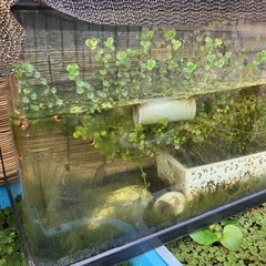 ガラス水槽　大