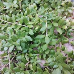 つるまんねん草の画像