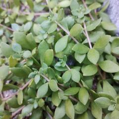 つるまんねん草の画像