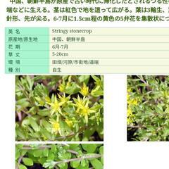 つるまんねん草の画像