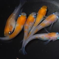 完売🙇🐟️小町　3ペア❗️ №2　の画像