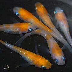 完売🙇🐟️小町　3ペア❗️ №2　の画像