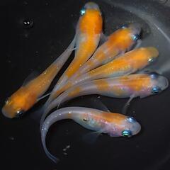 完売🙇🐟️小町　3ペア❗️ №2　