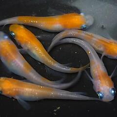 完売🙇🐟️小町　3ペア❗️ №2　の画像