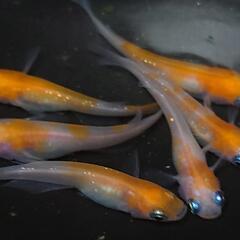 完売🙇🐟️小町　3ペア❗️ №2　の画像