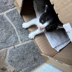 子猫の里親募集　 - 坂井市