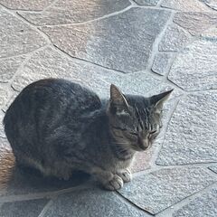 子猫の里親募集　 − 福井県