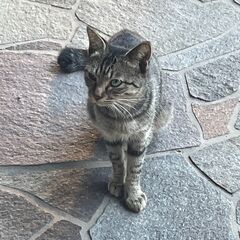 子猫の里親募集　 - 里親募集