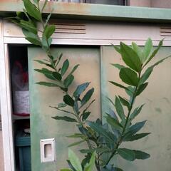 月桂樹ローリエの枝葉の画像