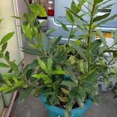 月桂樹ローリエの枝葉