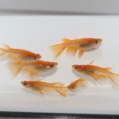 👀出目パンダ目👀リアルロングフィン
の画像