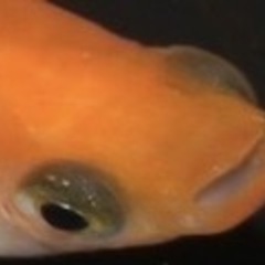 👀出目パンダ目👀リアルロングフィン
