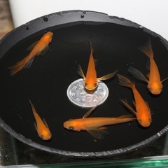 👀出目パンダ目👀リアルロングフィン
の画像