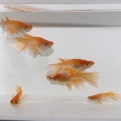 👀出目パンダ目👀リアルロングフィン
の画像