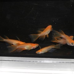 👀出目パンダ目👀リアルロングフィン
の画像