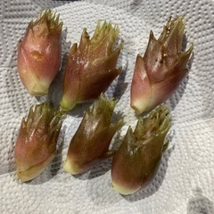 みょうが　６個　折原産　300円