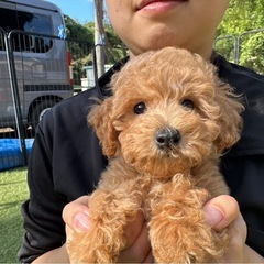 【飼い主様決まりました】ビションプーの男の子🌟