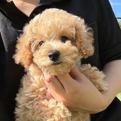 【飼い主様決まりました】ビションプーの女の子🔆