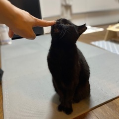 人懐っこい黒猫の里親さん募集