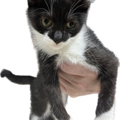 【白黒5ヶ月】仮面をかぶったおこげちゃん　メス