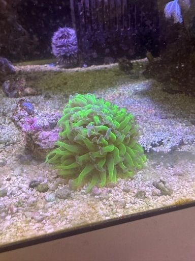 パクパク、ナガレハナサンゴ　送料込み