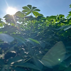 【お引き渡し者決定】 ④【小さな農家直送】キャッサバ（cassava・manjioka）ベテハーバ　マンジョッカの画像