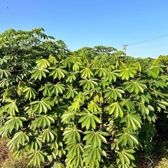 【お引き渡し者決定】 ④【小さな農家直送】キャッサバ（cassava・manjioka）ベテハーバ　マンジョッカの画像