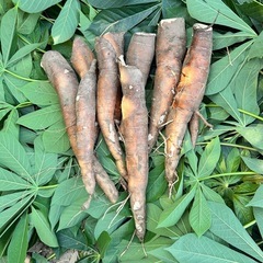 【お引き渡し者決定】 ④【小さな農家直送】キャッサバ（cassava・manjioka）ベテハーバ　マンジョッカの画像