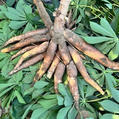 【お引き渡し者決定】 ④【小さな農家直送】キャッサバ（cassava・manjioka）ベテハーバ　マンジョッカの画像