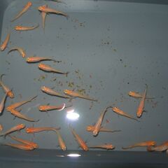 メダカ　紅帝　30匹位