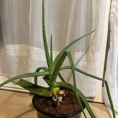 アロエ